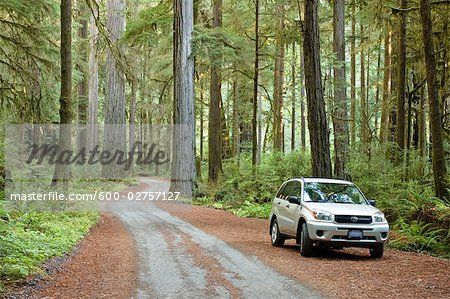 Parked Car on Old 199 Redwood Plank Road, Jedediah Smith State Park, Redwood Forest, California, USA