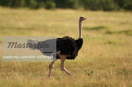 Ostrich, Masai Mara, Kenya