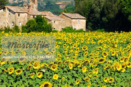 Sunflowers Cortona Province of Arezzo Tuscany Italy Stock