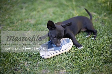 Puppy Chewing Shoe