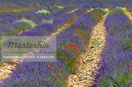 Close-up of Lavender Field, Sault, Provence, France