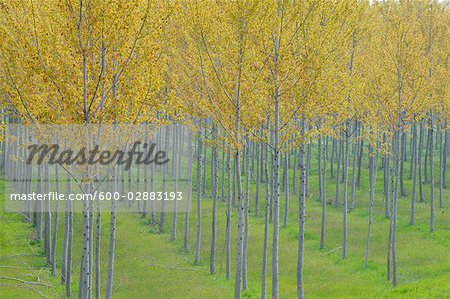 Poplar Trees, Lombardy, Italy