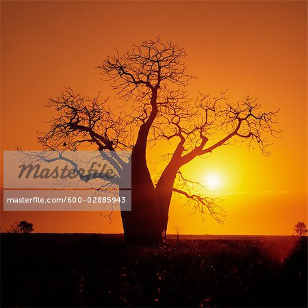 Boab Tree Sunset Silhouette Kimberley Region Australia Stock Photo Masterfile Premium Royalty Free Artist Koolstock Code 600