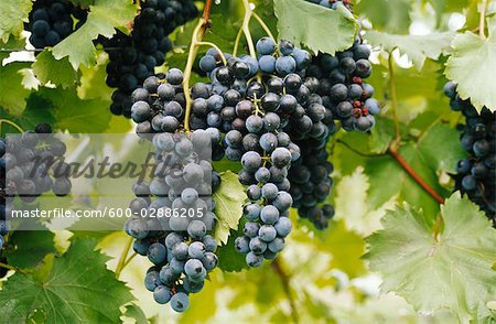 Red Grapes Growing on Vine Red Grapes Growing on Vine