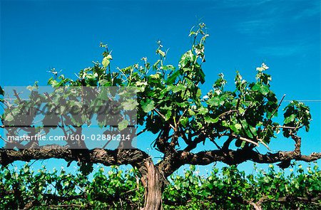 Vineyard, Close-up of Grape Vine, Mudgee, Australia