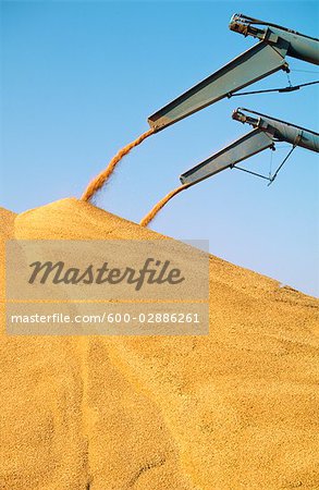 Harvested Wheat Piled into outdoor Bunker, Australia