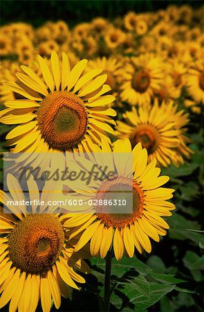 Sunflower Crop, Close-up of Sunflower Plant, Australia