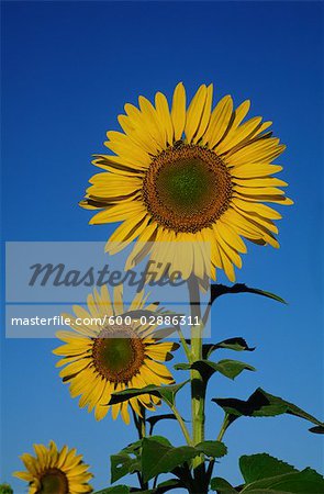 Close-up of Sunflower, Australia