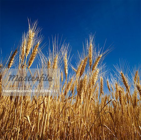 Close-up of Wheat Ready for Harvest