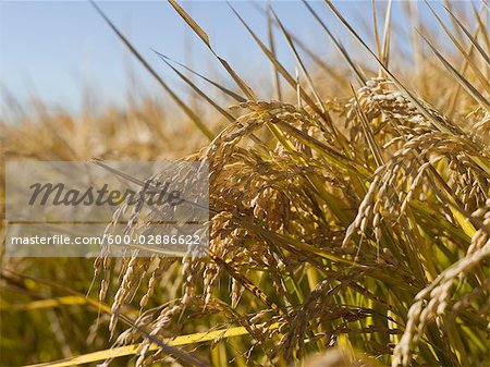 Rice Crop Ready for Harvest, Australia