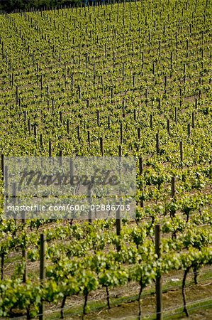 Vineyard, Yarra Valley, Yarra Ranges National Park, Victoria, Australia