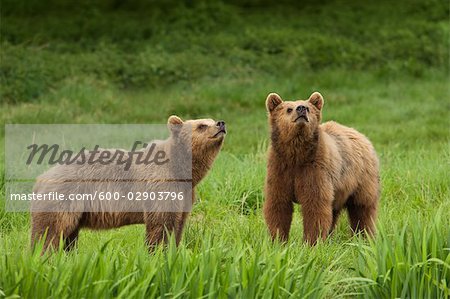 Brown Bears