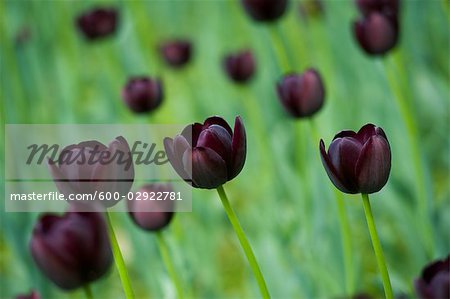 Field of Queen of Night Tulips