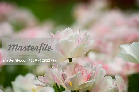 Field of Maywonder Tulips