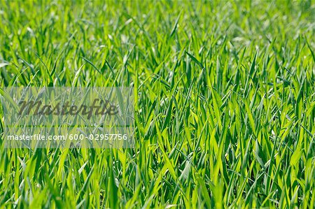 Wheat Field, Bavaria, Germany