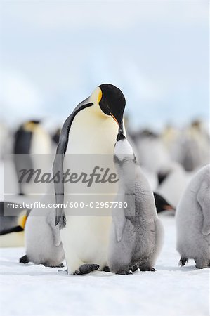 Emperor Penguins, Snow Hill Island, Weddell Sea, Antarctica