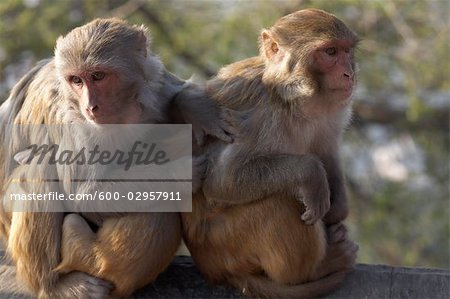 Monkeys at Monkey Temple, Kathmandu, Nepal