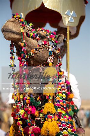 Camel Festival, Jaisalmer, Rajasthan, India