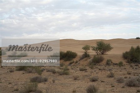 Thar Desert, Rajasthan, India