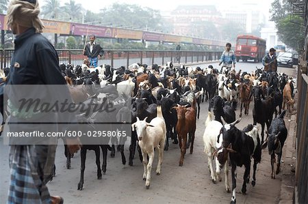 Herding Goats, Kolkata, West Bengal, India