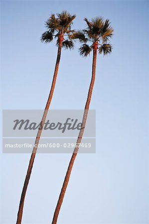Looking Up at Twin Palm Trees at Sunset