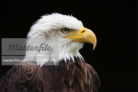 Close-Up of Bald Eagle