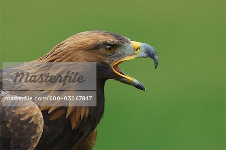 Golden Eagle