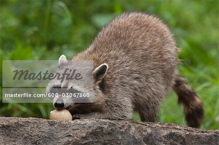 Raccoon Eating Egg