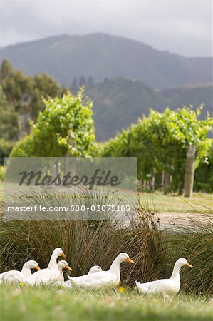 Geese, Blenheim, South Island, New Zealand