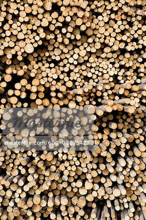 Stack of Pine Logs, Williams Lake, British Columbia, Canada