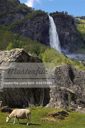 Sheep and Waterfall, Fjord at Flam,  Norway