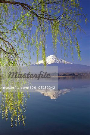 Spring Willow Over Lake Kawaguchi, Mount Fuji in the Background, Japan