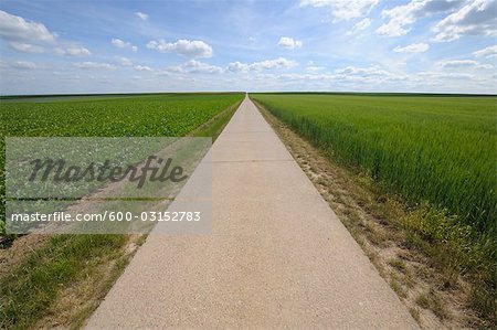 Path Through Fields, Alzey, Alzey-Worms, Rhineland-Palatinate, Germany