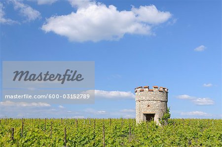 Vineyard and Old Castle Tower, Ober-Florsheim, Alzey-Worms, Rhineland-Palatinate, Germany