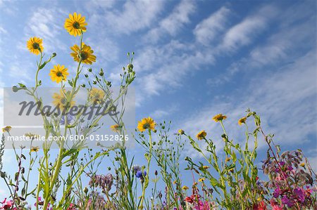 Meadow, Franconia, Bavaria, Germany