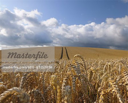 Wheat Field, Hesse, Germany