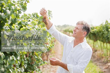 Wine Maker Examining Grapes