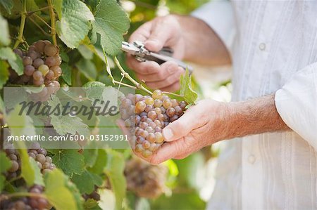 Wine Maker Cutting a Bunch of Grapes off the Vine Wine Maker Cutting a Bunch of Grapes off the Vine