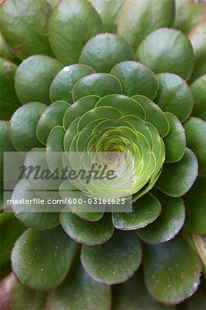 Succulent Plant Succulent Plant