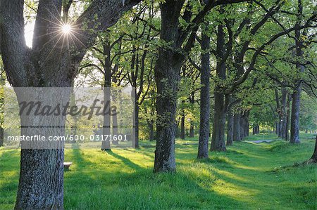 Tree Grove, Franconia, Bavaria, Germany