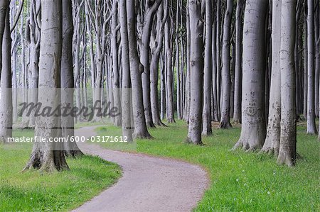 Beech Trees, West Pomerania, Mecklenburg-Vorpommern, Germany