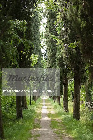 Tree Lined Country Road