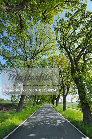 Road, Island of Ruegen, Mecklenburg, Mecklenburg-Vorpommern, Germany