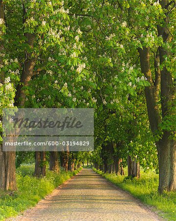 Road, Island of Ruegen, Mecklenburg, Mecklenburg-Vorpommern, Germany