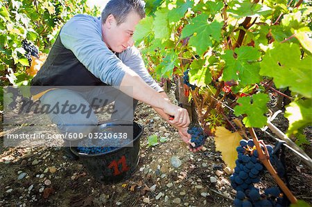 Man Picking Grapes at Vineyard, Pauillac, Gironde, Aquitane, France Man Picking Grapes at Vineyard, Pauillac, Gironde, Aquitane, France