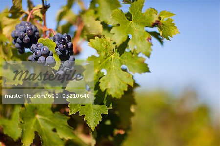Close Up of Grapes at Vineyard, Pauillac, Gironde, Aquitane, France Close Up of Grapes at Vineyard, Pauillac, Gironde, Aquitane, France