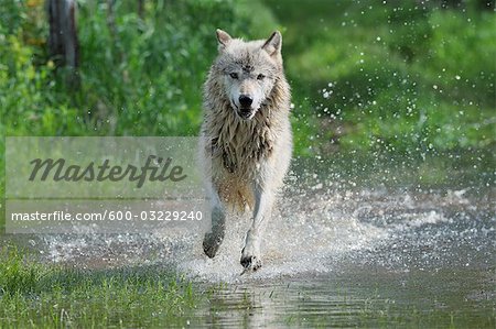 running wolves
