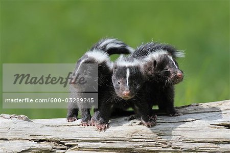 Striped Skunk Kits, Minnesota, USA