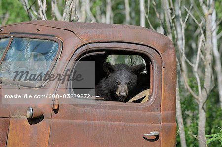 Black Bear in Abandoned Truck, Minnesota, USA