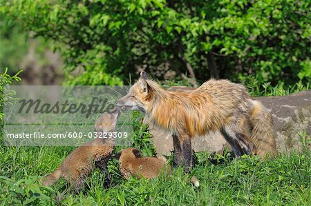 American Red Fox with Pups, Minnesota, USA